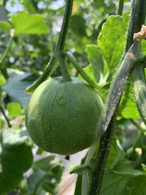 娱乐吃瓜视频背景怎么做